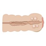 Picture of ADAM'S TIGHT STROKER WITH MASSAGE BEADS
